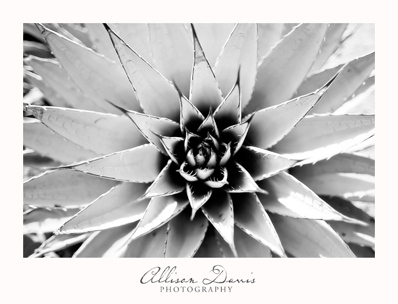 Travel_Photography_United_States_Southwest_Utah_Allison_Davis_Photography_0002