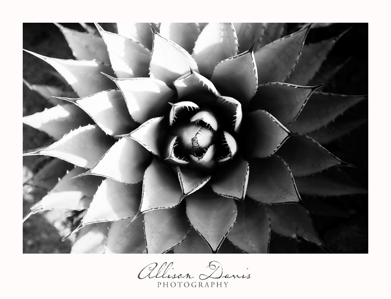 Travel_Photography_United_States_Southwest_Utah_Allison_Davis_Photography_0003