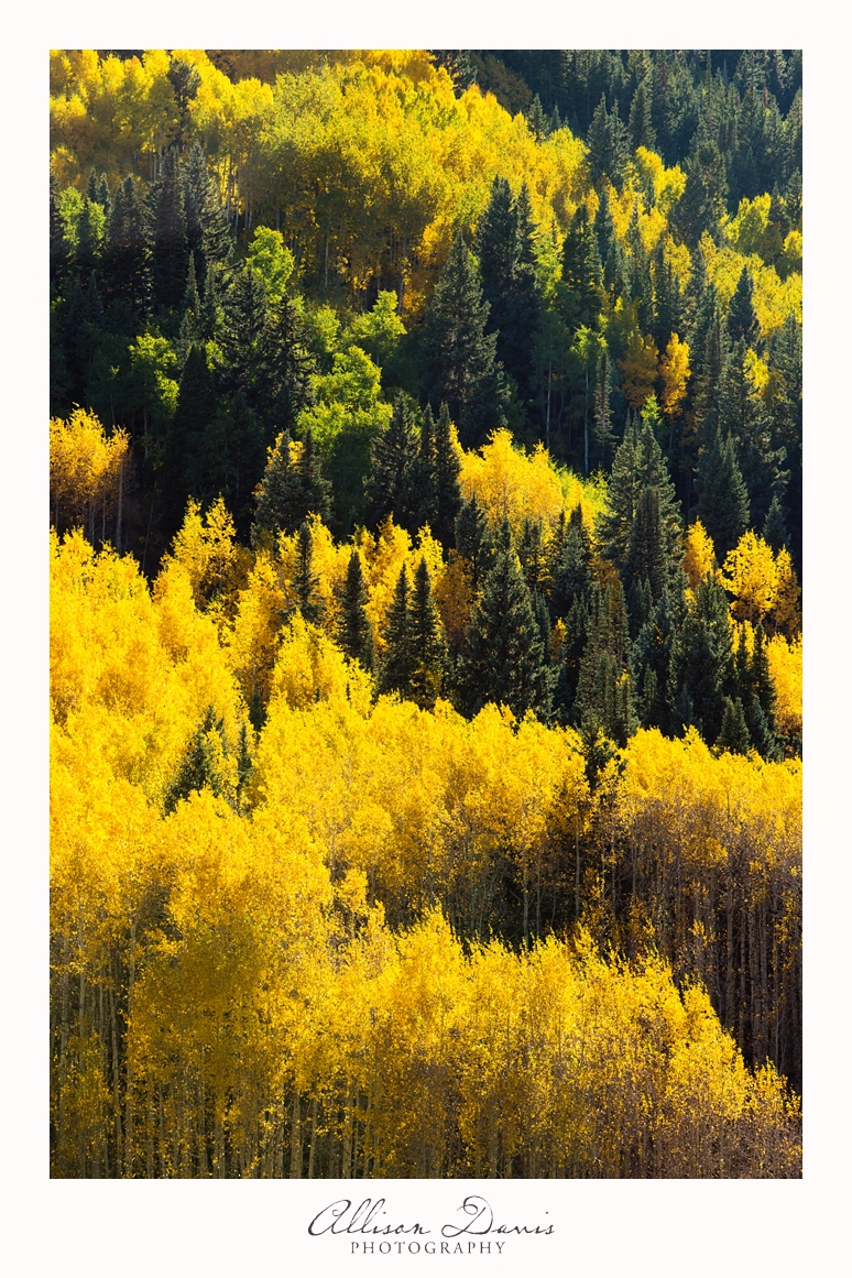 Travel_Photography_United_States_Southwest_Utah_Allison_Davis_Photography_0025