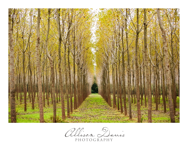 Travel_Landscape_Photography_Itay_Florence_CinqueTerre_Tuscany_AllisonDavisPhotography_022