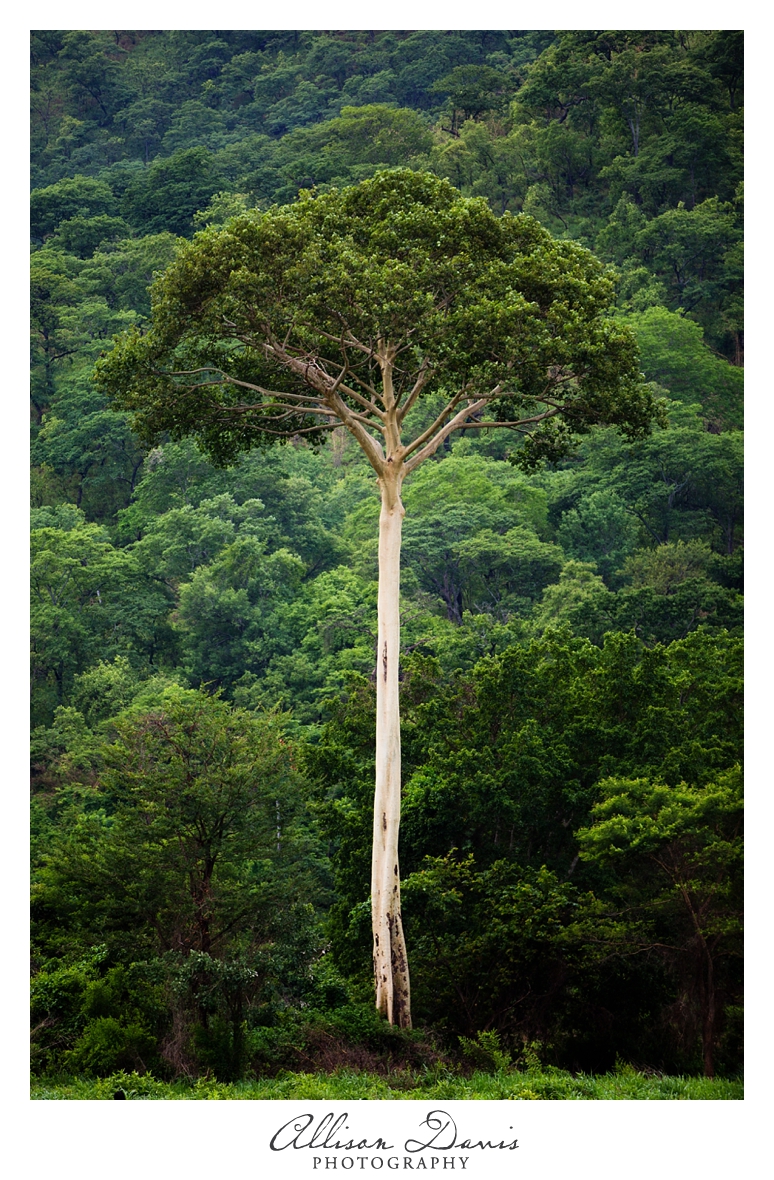 Tanzania_Landscape_Photography_Allison_Davis_Photography_008