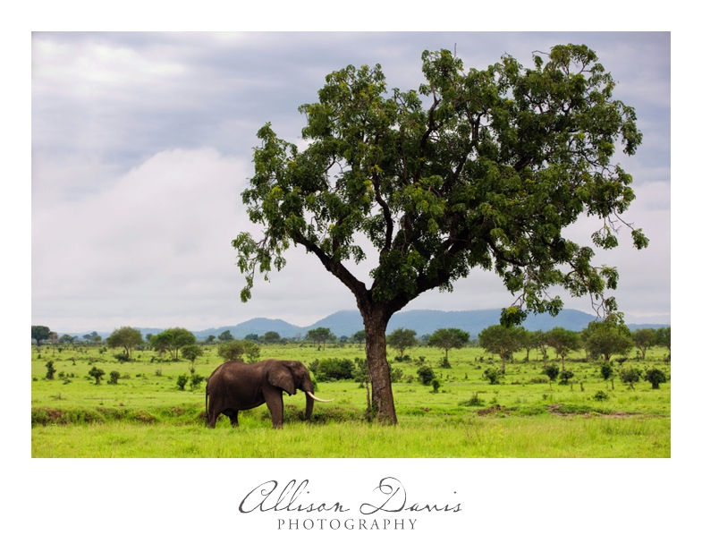 Tanzania_Travel_Photographer_Mikumi_National_Park_Safari_Allison_Davis_Photography_001