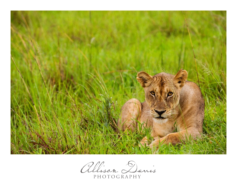 Tanzania_Travel_Photographer_Mikumi_National_Park_Safari_Allison_Davis_Photography_002