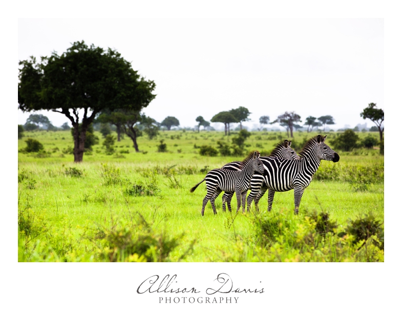 Tanzania_Travel_Photographer_Mikumi_National_Park_Safari_Allison_Davis_Photography_003