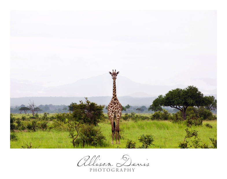 Tanzania_Travel_Photographer_Mikumi_National_Park_Safari_Allison_Davis_Photography_004