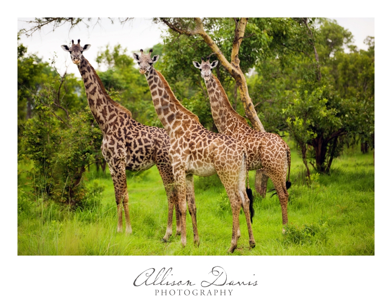 Tanzania_Travel_Photographer_Mikumi_National_Park_Safari_Allison_Davis_Photography_005