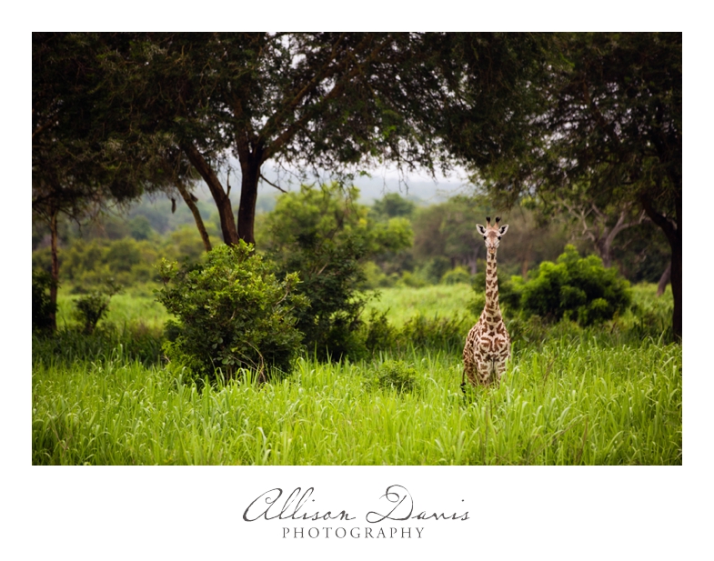 Tanzania_Travel_Photographer_Mikumi_National_Park_Safari_Allison_Davis_Photography_006