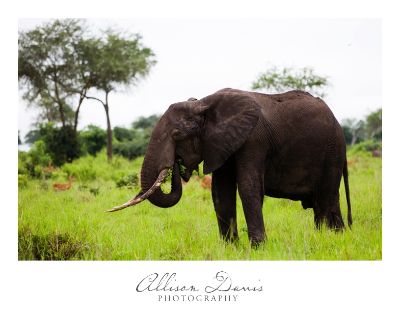 Tanzania_Travel_Photographer_Mikumi_National_Park_Safari_Allison_Davis_Photography_007