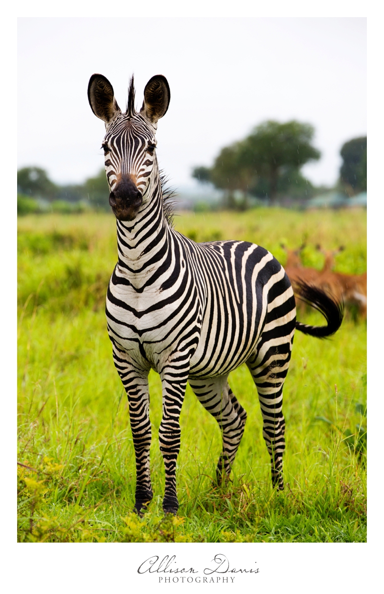 Tanzania_Travel_Photographer_Mikumi_National_Park_Safari_Allison_Davis_Photography_008