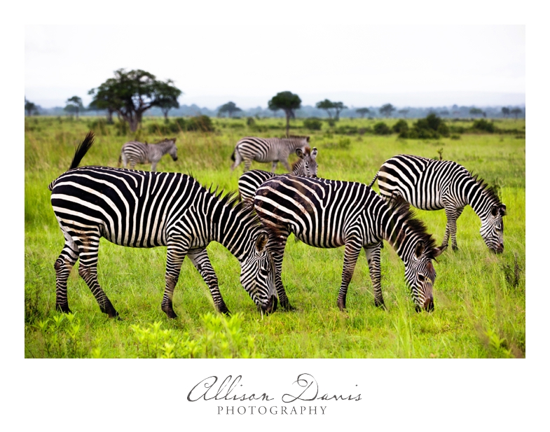Tanzania_Travel_Photographer_Mikumi_National_Park_Safari_Allison_Davis_Photography_009