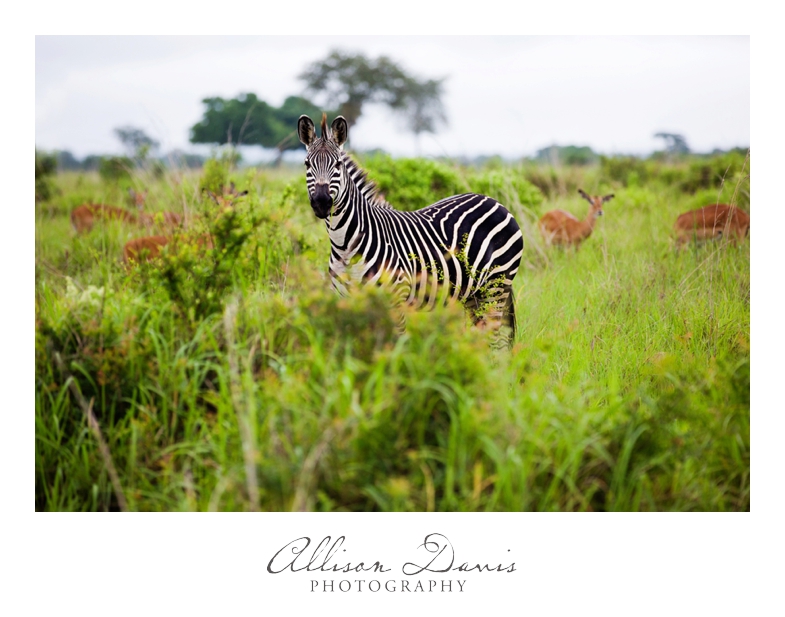 Tanzania_Travel_Photographer_Mikumi_National_Park_Safari_Allison_Davis_Photography_010