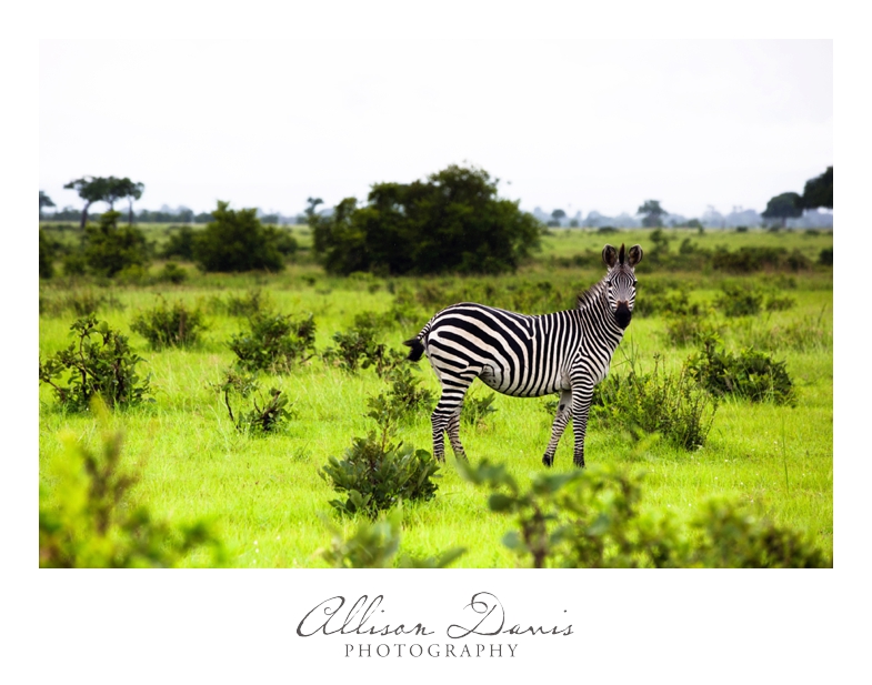 Tanzania_Travel_Photographer_Mikumi_National_Park_Safari_Allison_Davis_Photography_011