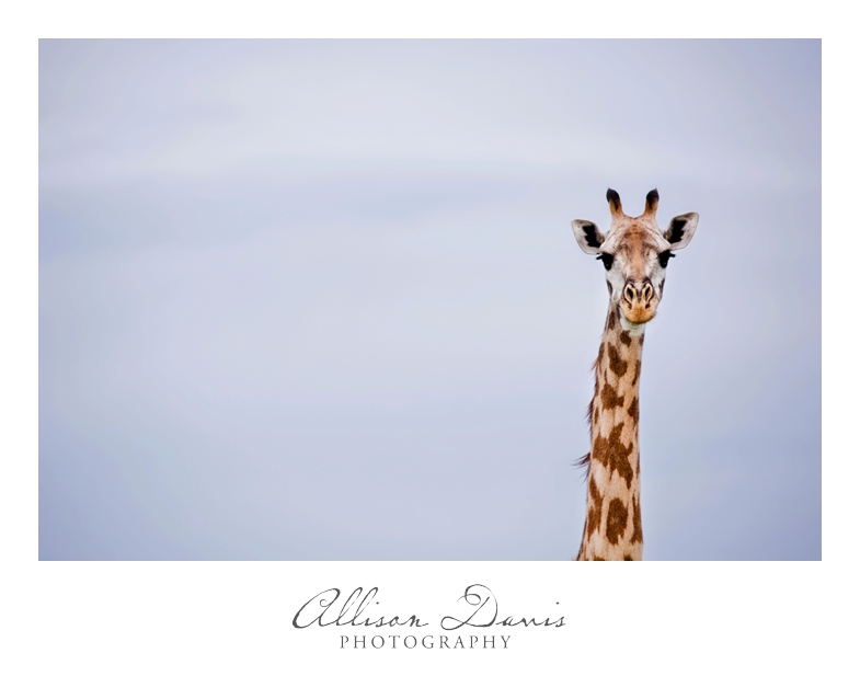Tanzania_Travel_Photographer_Mikumi_National_Park_Safari_Allison_Davis_Photography_012