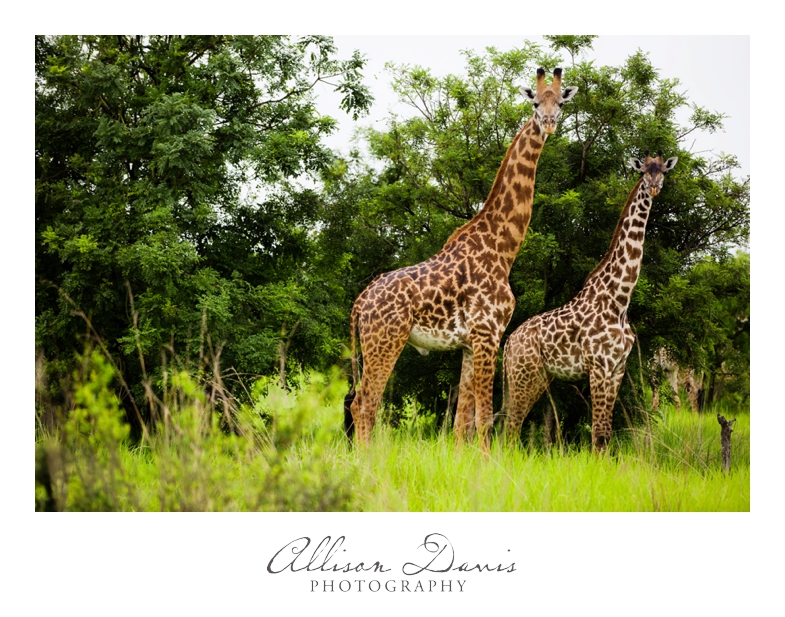 Tanzania_Travel_Photographer_Mikumi_National_Park_Safari_Allison_Davis_Photography_013