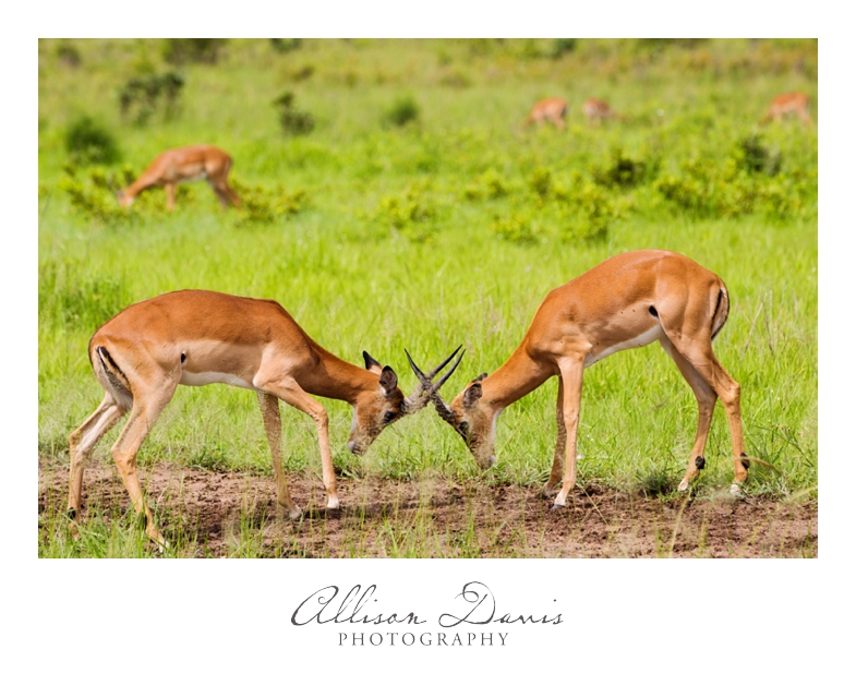 Tanzania_Travel_Photographer_Mikumi_National_Park_Safari_Allison_Davis_Photography_014