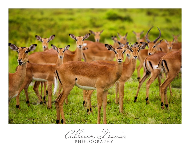 Tanzania_Travel_Photographer_Mikumi_National_Park_Safari_Allison_Davis_Photography_015