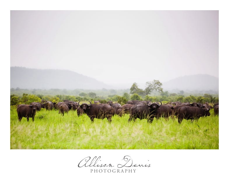Tanzania_Travel_Photographer_Mikumi_National_Park_Safari_Allison_Davis_Photography_016