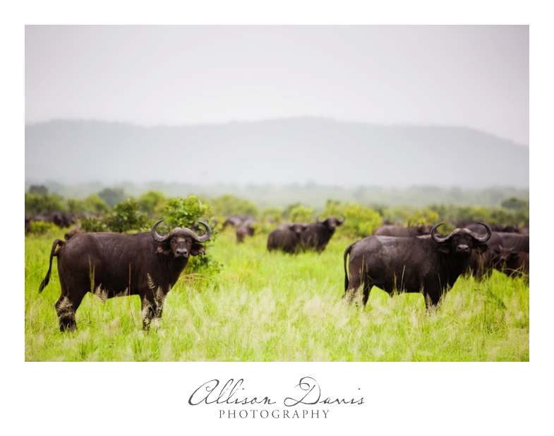 Tanzania_Travel_Photographer_Mikumi_National_Park_Safari_Allison_Davis_Photography_017