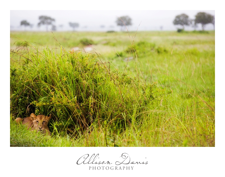 Tanzania_Travel_Photographer_Mikumi_National_Park_Safari_Allison_Davis_Photography_018
