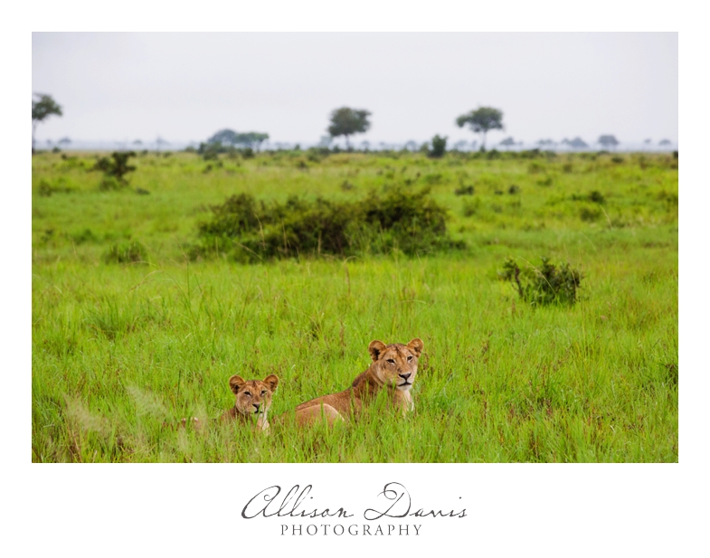 Tanzania_Travel_Photographer_Mikumi_National_Park_Safari_Allison_Davis_Photography_019