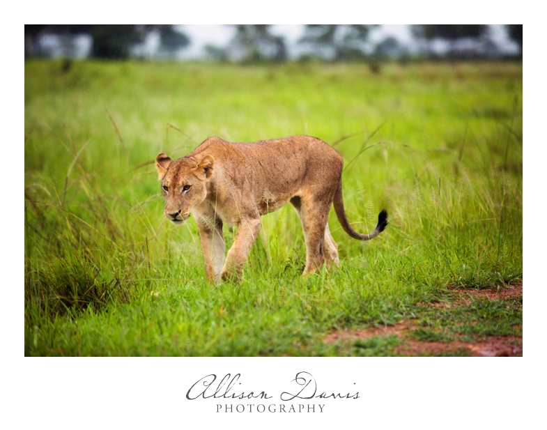 Tanzania_Travel_Photographer_Mikumi_National_Park_Safari_Allison_Davis_Photography_020
