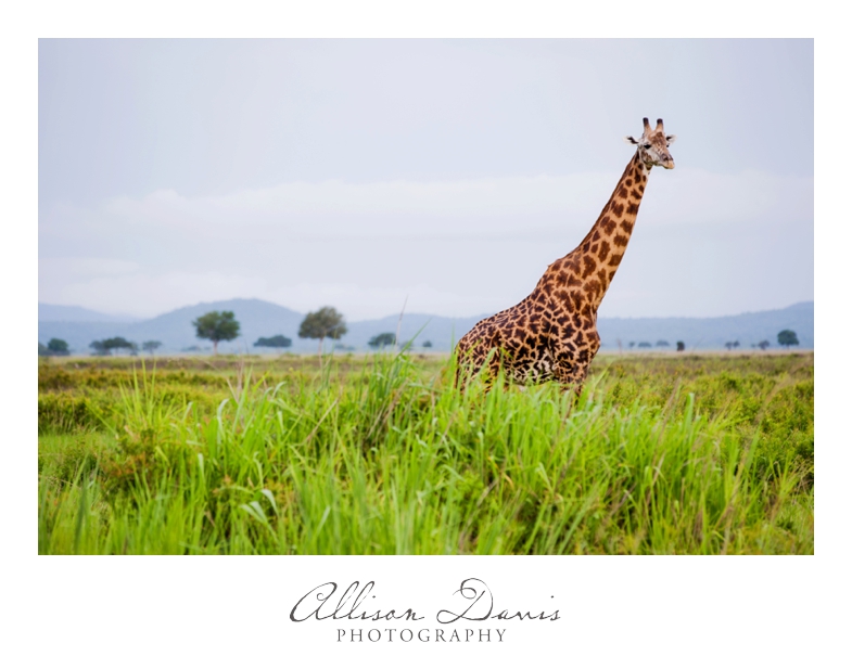 Tanzania_Travel_Photographer_Mikumi_National_Park_Safari_Allison_Davis_Photography_021