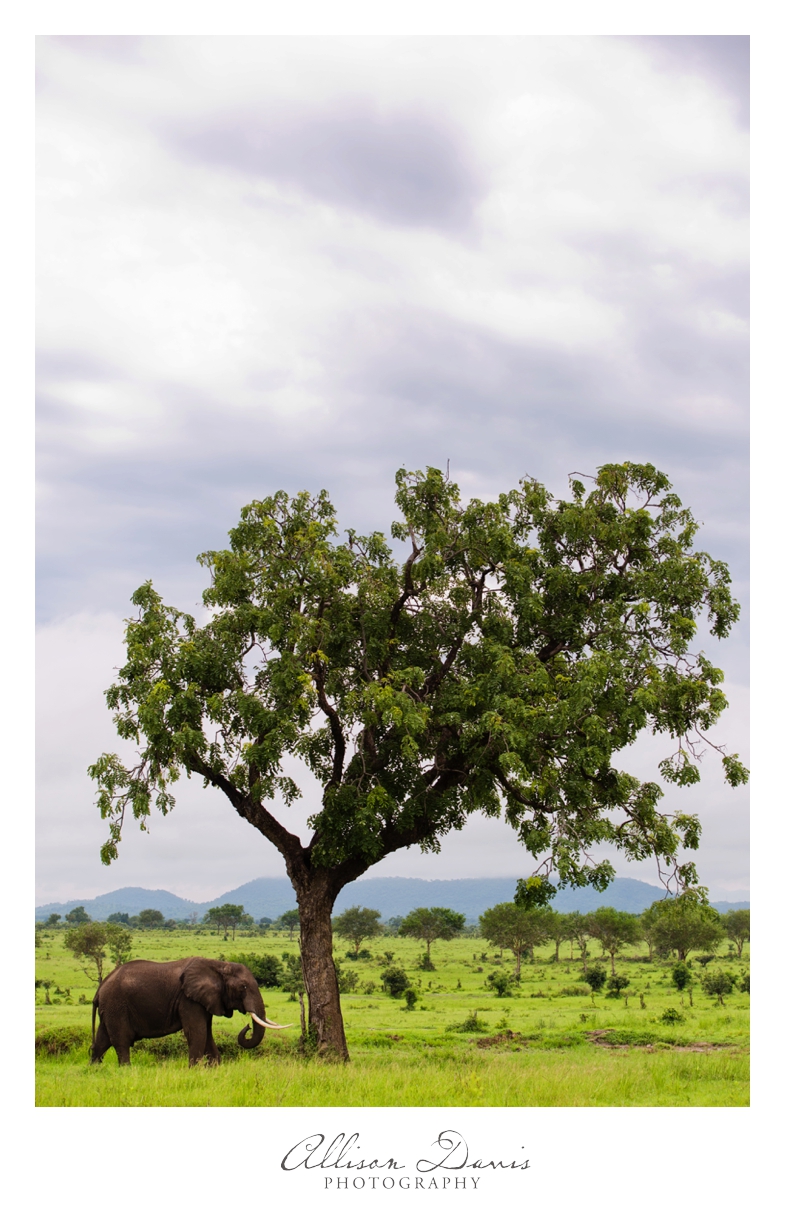 Tanzania_Travel_Photographer_Mikumi_National_Park_Safari_Allison_Davis_Photography_023