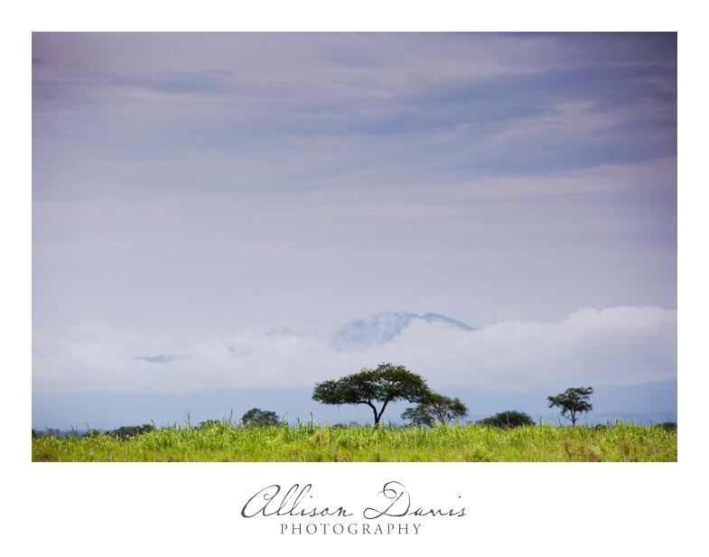 Tanzania_Travel_Photographer_Mikumi_National_Park_Safari_Allison_Davis_Photography_027