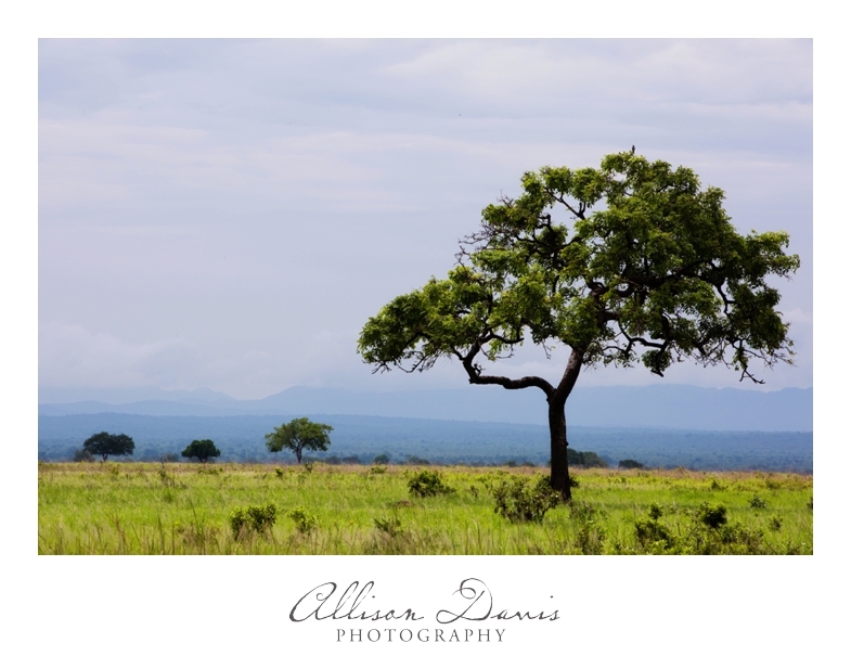 Tanzania_Travel_Photographer_Mikumi_National_Park_Safari_Allison_Davis_Photography_028