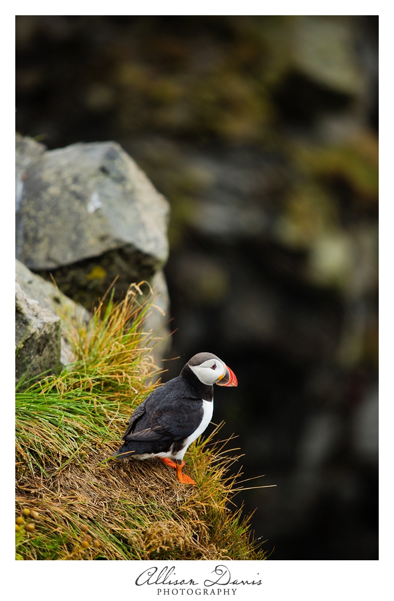 Travel_Photographer_Allison_Davis_Photography_Iceland_Roadtrip_2016_008