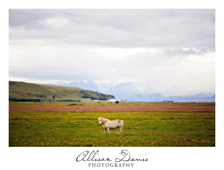 Travel_Photographer_Allison_Davis_Photography_Iceland_Roadtrip_2016_012