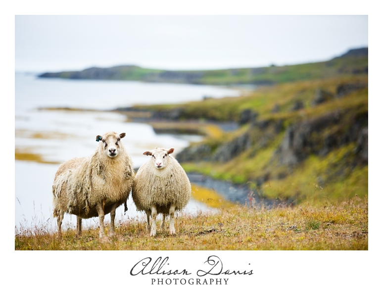 Travel_Photographer_Allison_Davis_Photography_Iceland_Roadtrip_2016_031