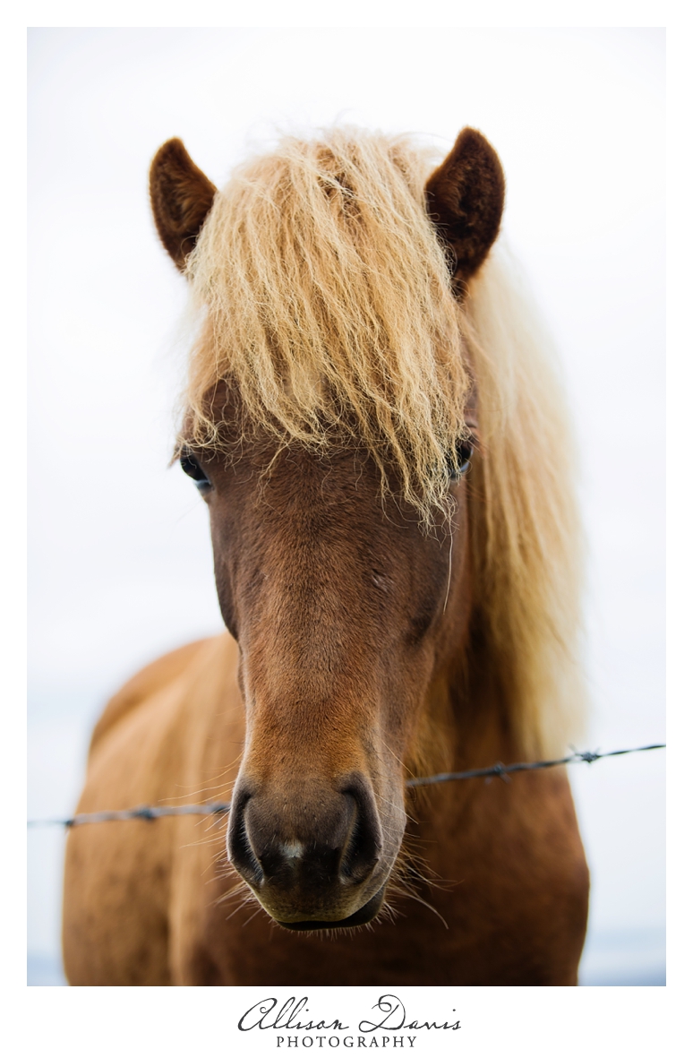 Travel_Photographer_Allison_Davis_Photography_Iceland_Roadtrip_2016_034