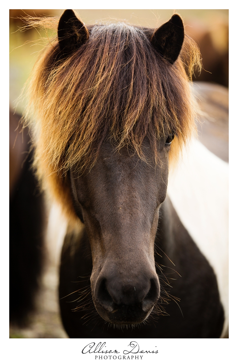 Travel_Photographer_Allison_Davis_Photography_Iceland_Roadtrip_2016_036
