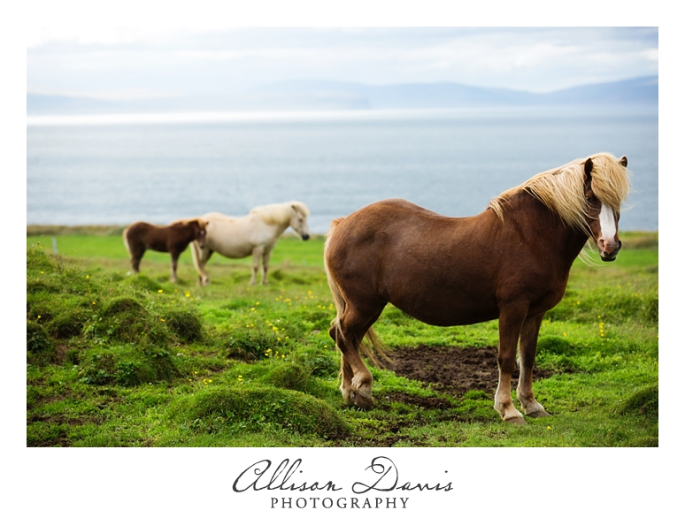 Travel_Photographer_Allison_Davis_Photography_Iceland_Roadtrip_2016_050