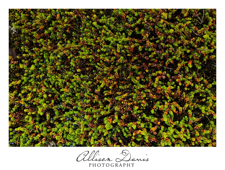 Travel_Photographer_Allison_Davis_Photography_Iceland_Roadtrip_2016_059