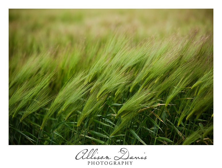 Travel_Photographer_Allison_Davis_Photography_Iceland_Roadtrip_2016_060