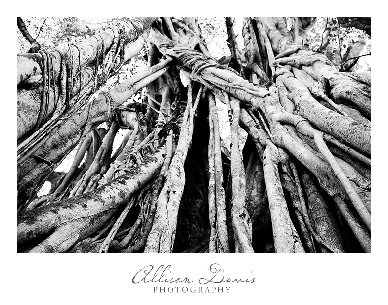 Travel_Landscape_Photography_Costa_Rica_Playa_Hermosa_Allison_Davis_Photography_006