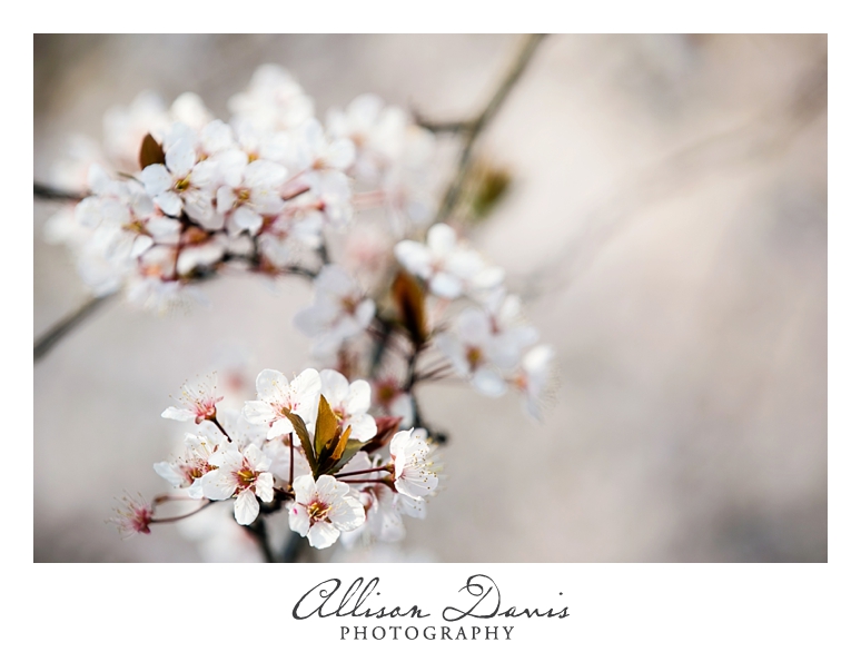 Japan_Travel_Landscape_Photographer_Allison_Davis_Photography_0002