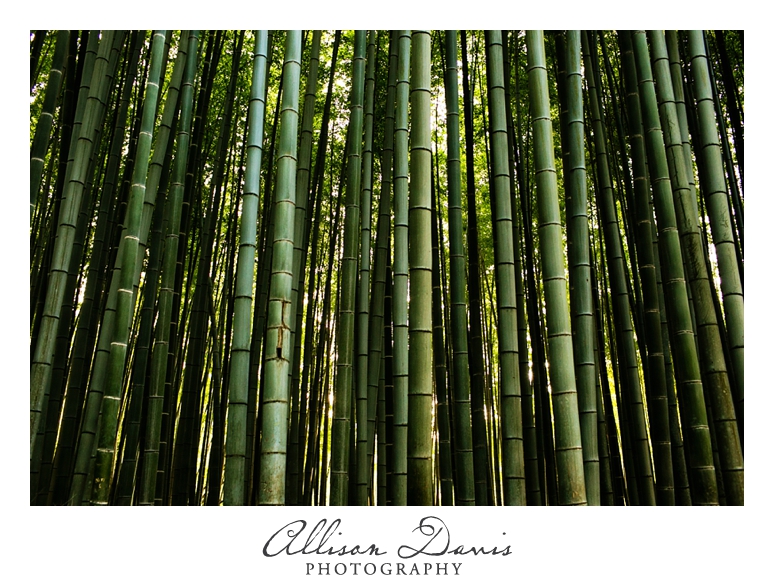 Japan_Travel_Landscape_Photographer_Allison_Davis_Photography_0003