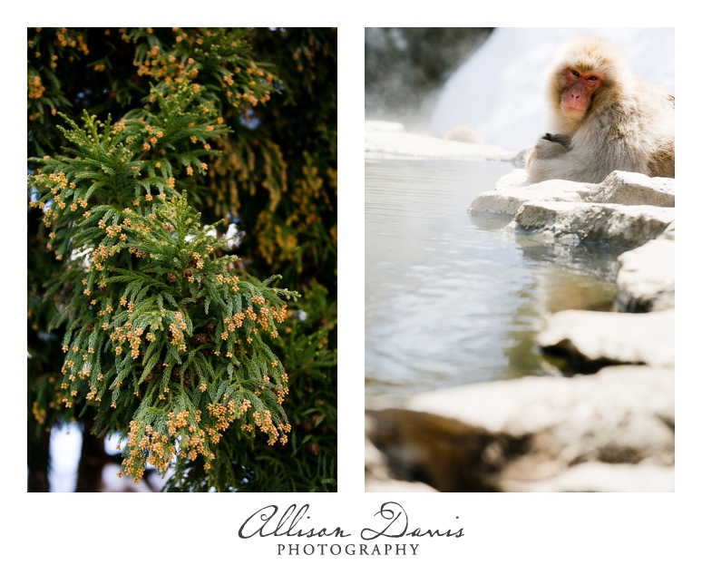 Japan_Travel_Landscape_Photographer_Allison_Davis_Photography_0007