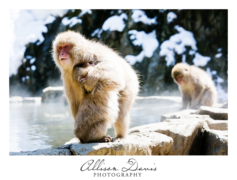 Japan_Travel_Landscape_Photographer_Allison_Davis_Photography_0008