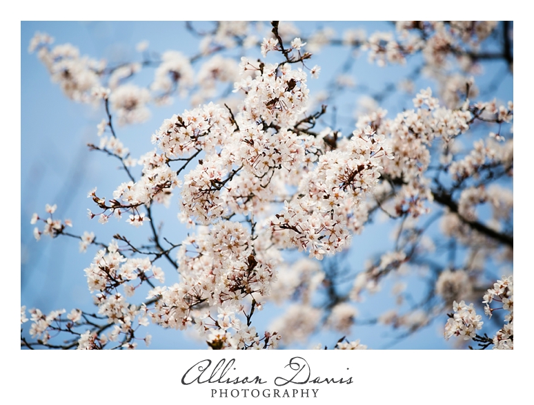Japan_Travel_Landscape_Photographer_Allison_Davis_Photography_0010