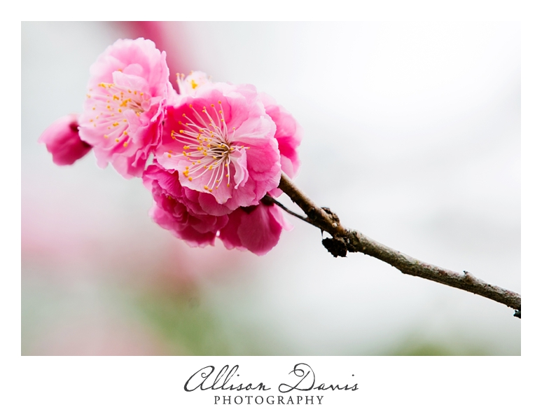 Japan_Travel_Landscape_Photographer_Allison_Davis_Photography_0021