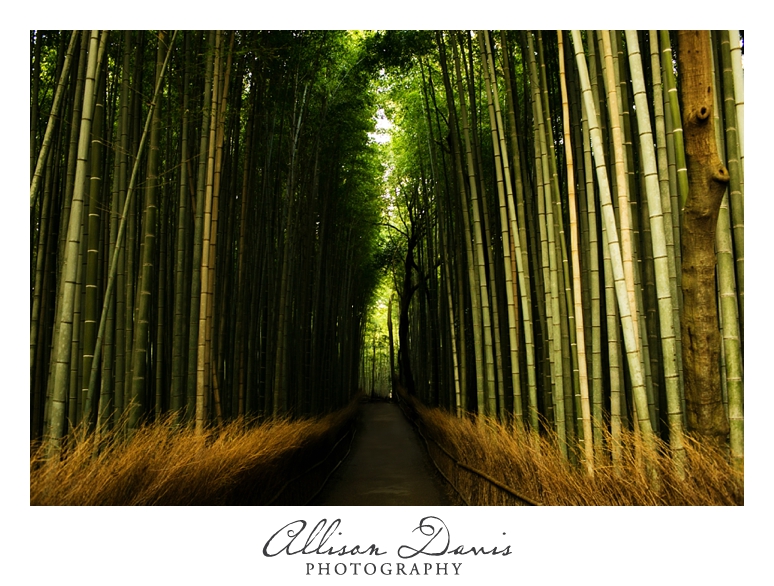 Japan_Travel_Landscape_Photographer_Allison_Davis_Photography_0027