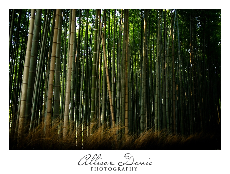 Japan_Travel_Landscape_Photographer_Allison_Davis_Photography_0028