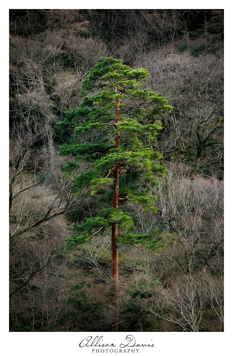 Japan_Travel_Landscape_Photographer_Allison_Davis_Photography_0031