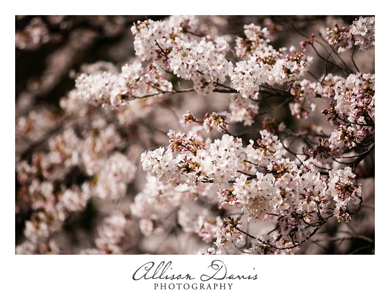 Japan_Travel_Landscape_Photographer_Allison_Davis_Photography_0037