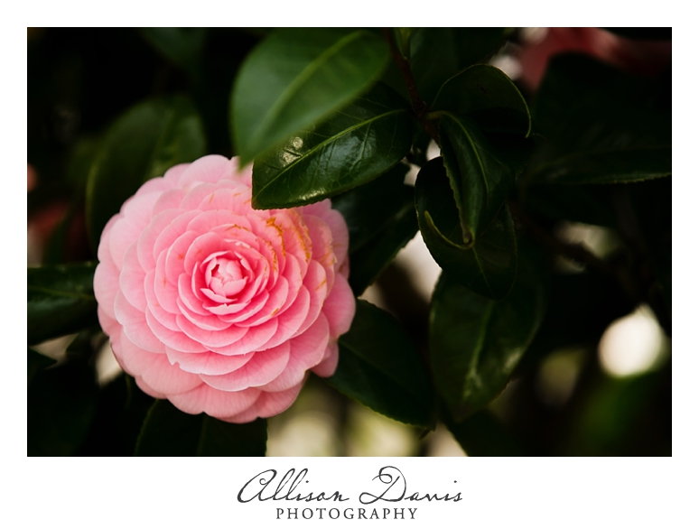 Japan_Travel_Landscape_Photographer_Allison_Davis_Photography_0040